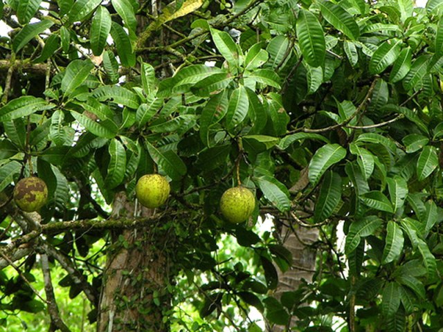 انبه کوئینی / انبه معطر - معرفی درختان میوه